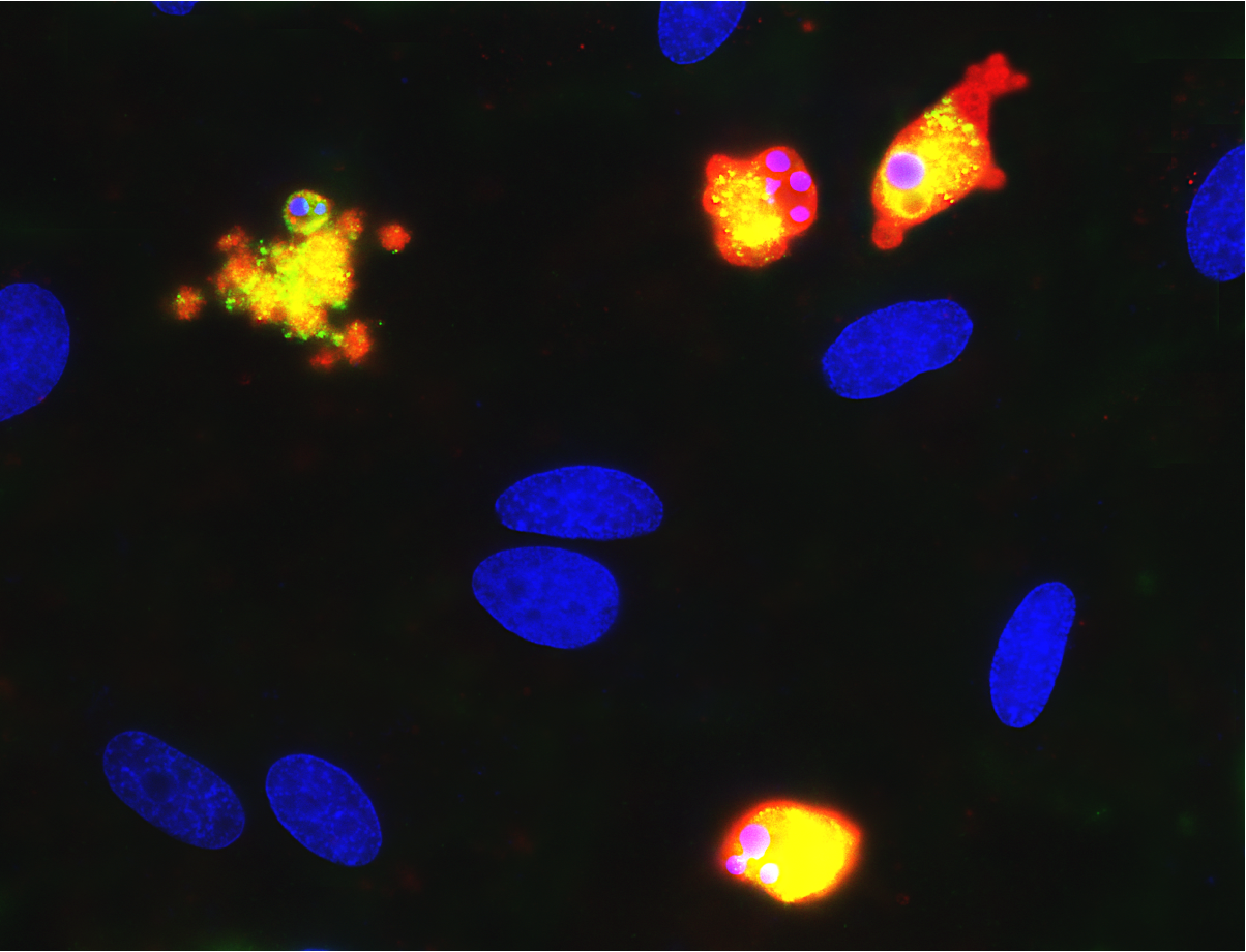 Concept Une seule Santé