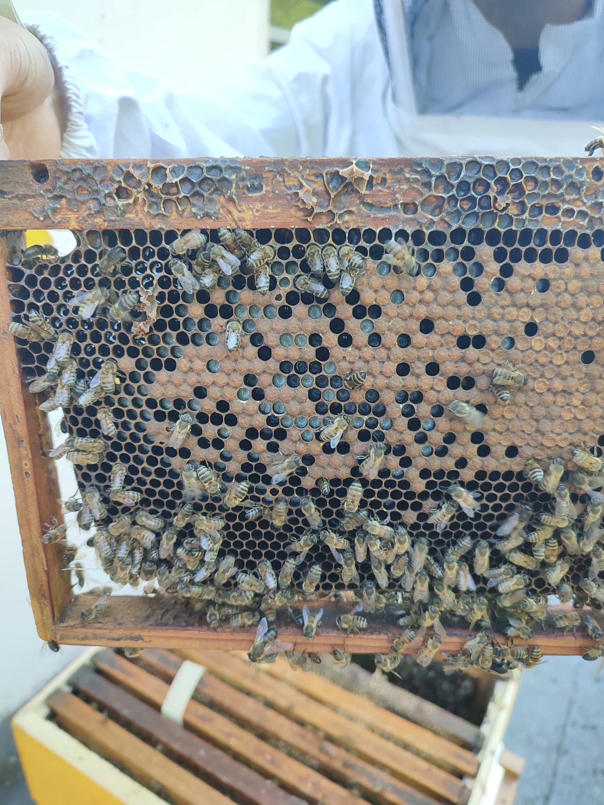 Projet Prop'OMiel - Ruches expérimentales