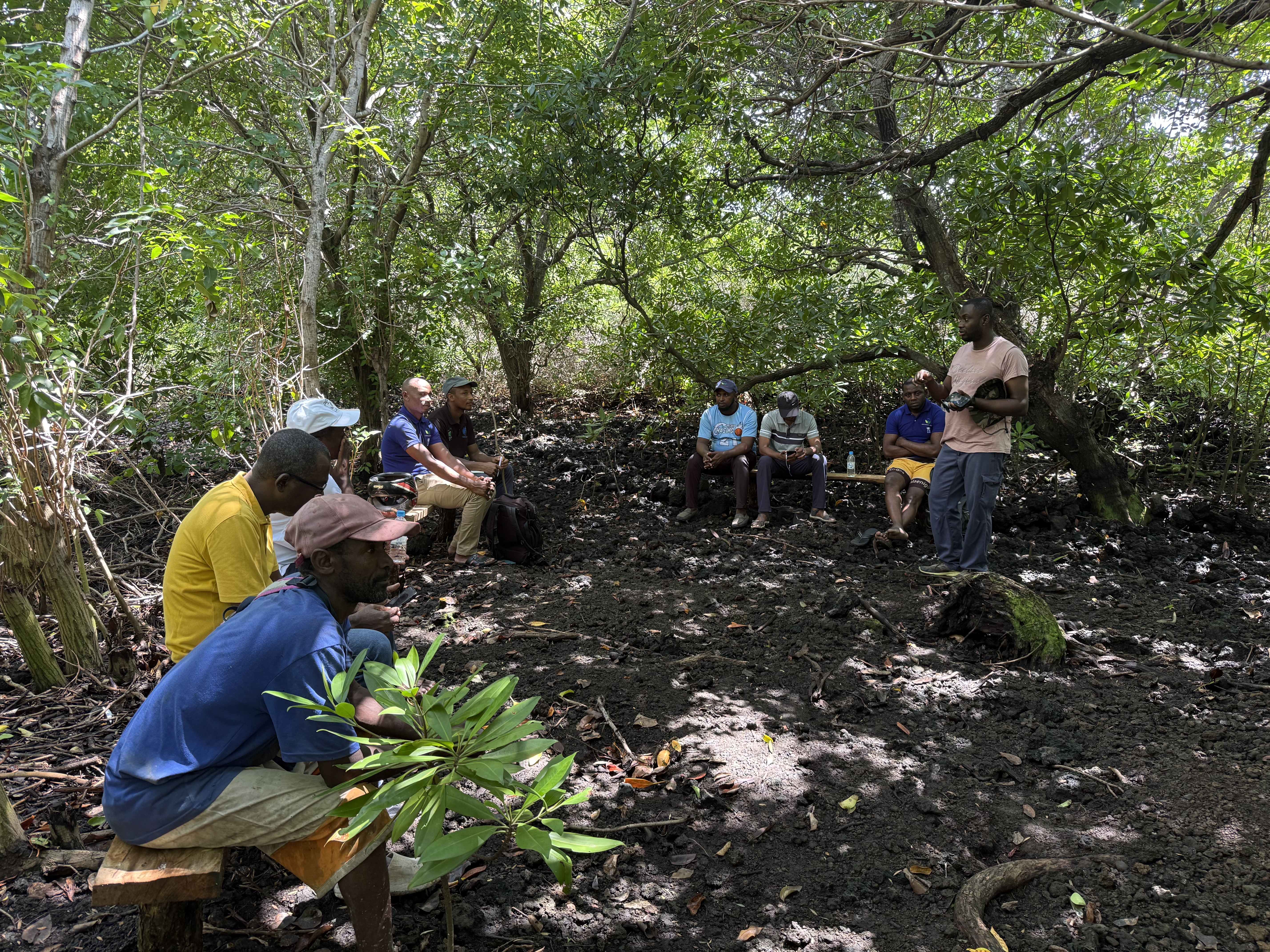Mangroves et apiculture